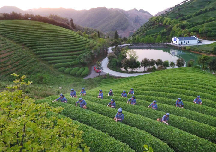 武義搶采“谷雨前茶” 一縷茶香中的時(shí)間博弈