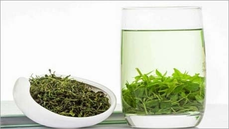 小葉苦丁茶的功效與春季飲用指南
