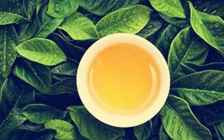 茶的真相！第一條就把我震住了